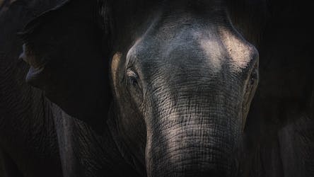 Passeio da Millennium Elephant Foundation saindo de Kandy
